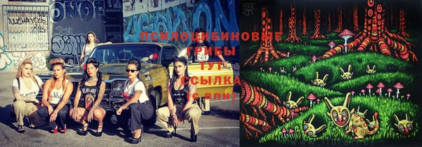 индика Новозыбков