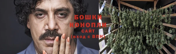 индика Новозыбков
